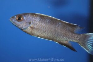 Pseudotropheus elegans 'Ngara'